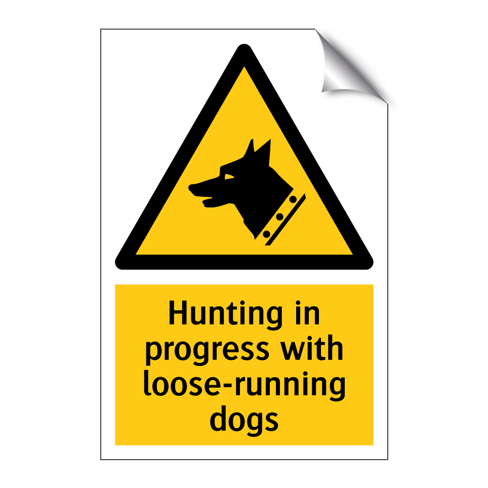 Hunting in progress with loose-running dogs