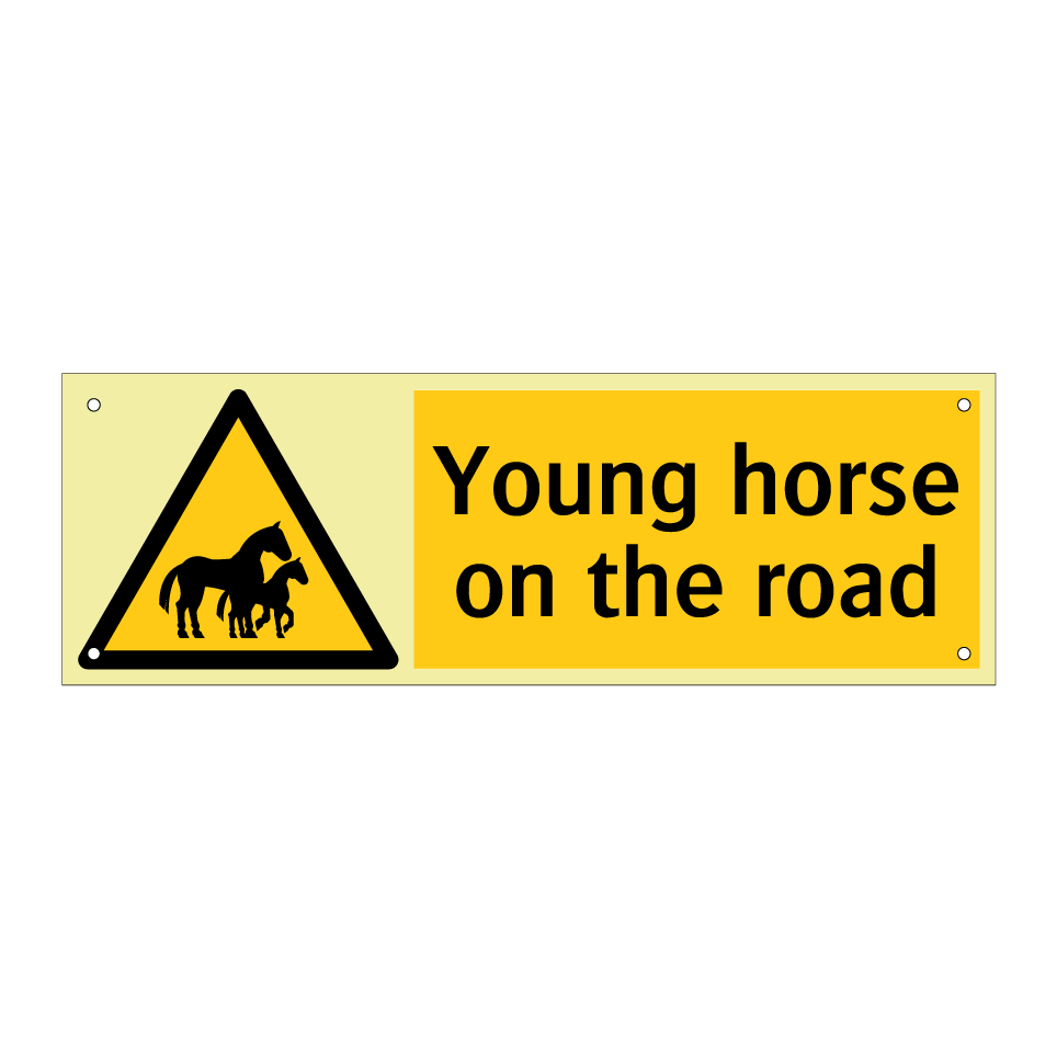 Young horse on the road