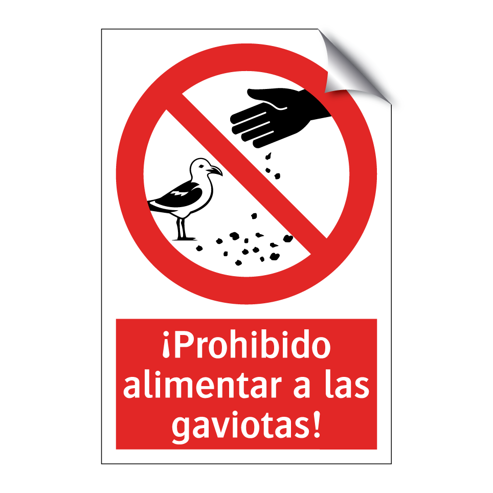 ¡Prohibido alimentar a las gaviotas!