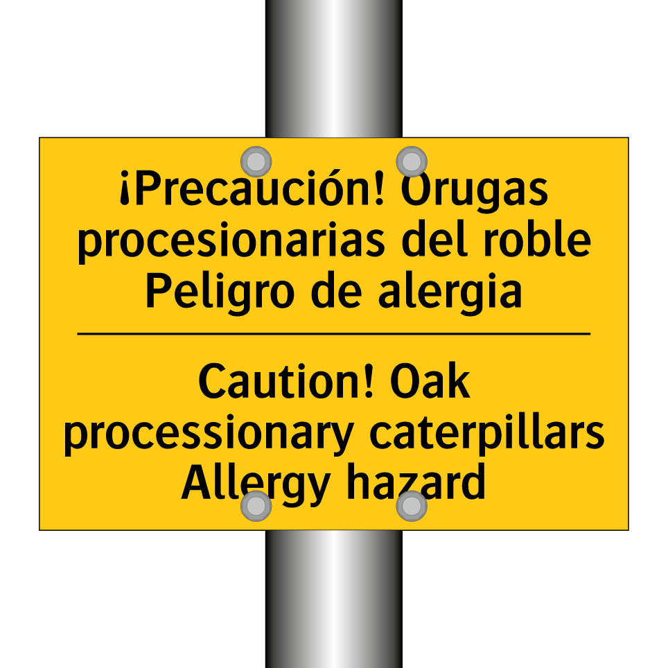 ¡Precaución! Orugas procesionarias del roble Peligro de alergia - Caution! Oak processionary caterpillars Allergy hazard