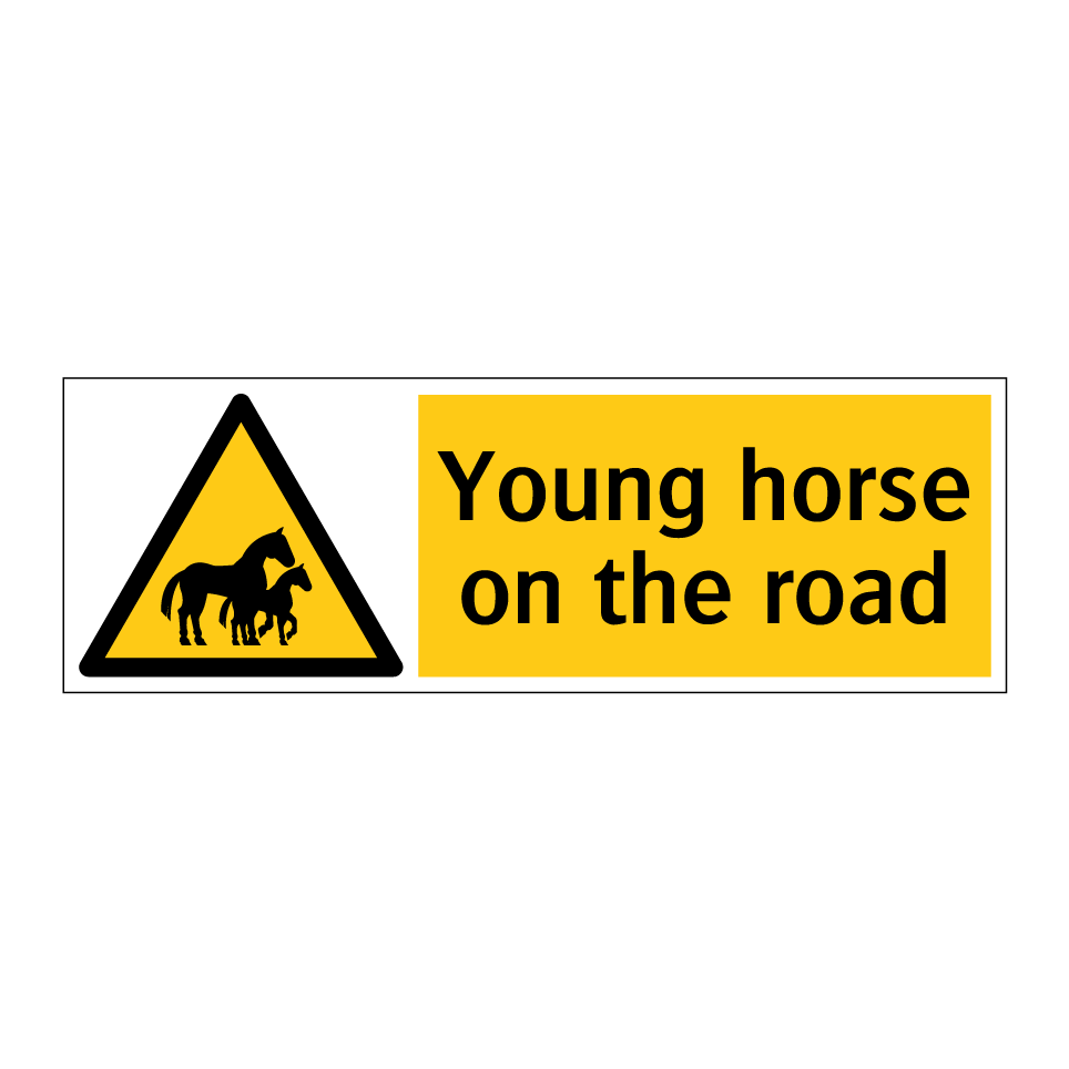 Young horse on the road