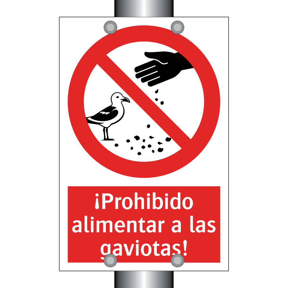 ¡Prohibido alimentar a las gaviotas!