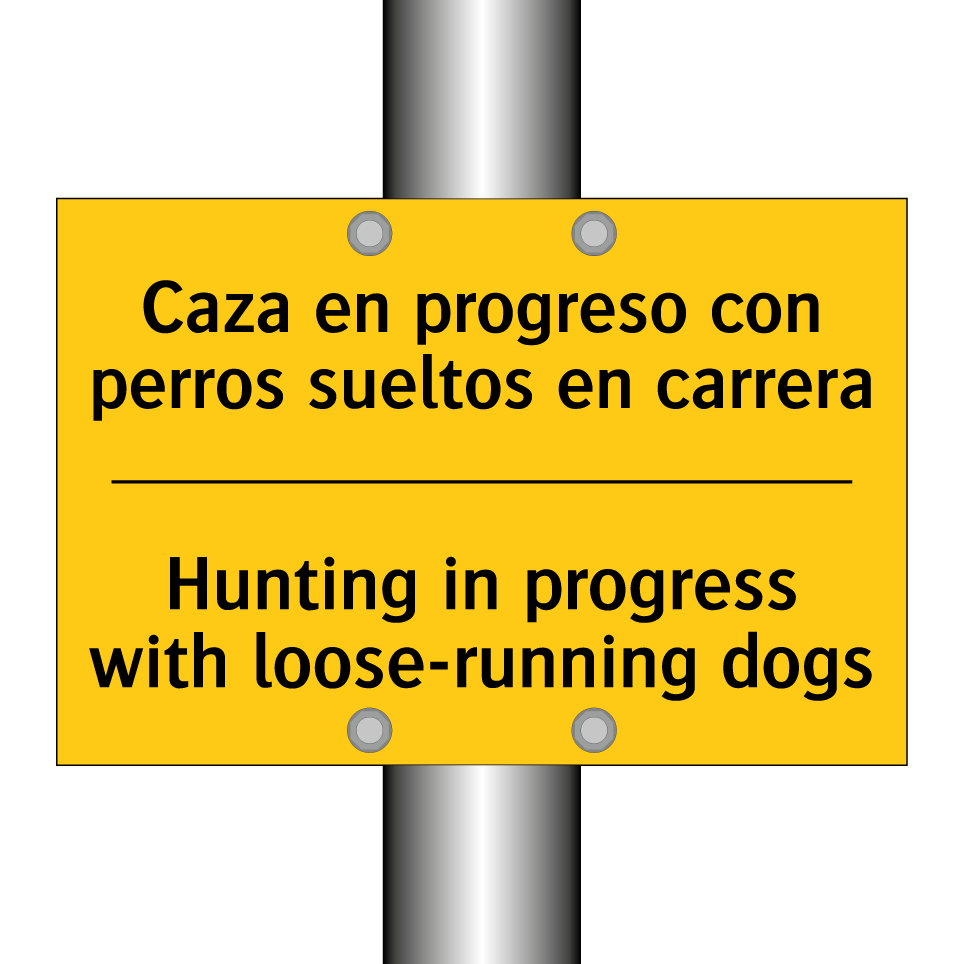 Caza en progreso con perros sueltos en carrera - Hunting in progress with loose-running dogs