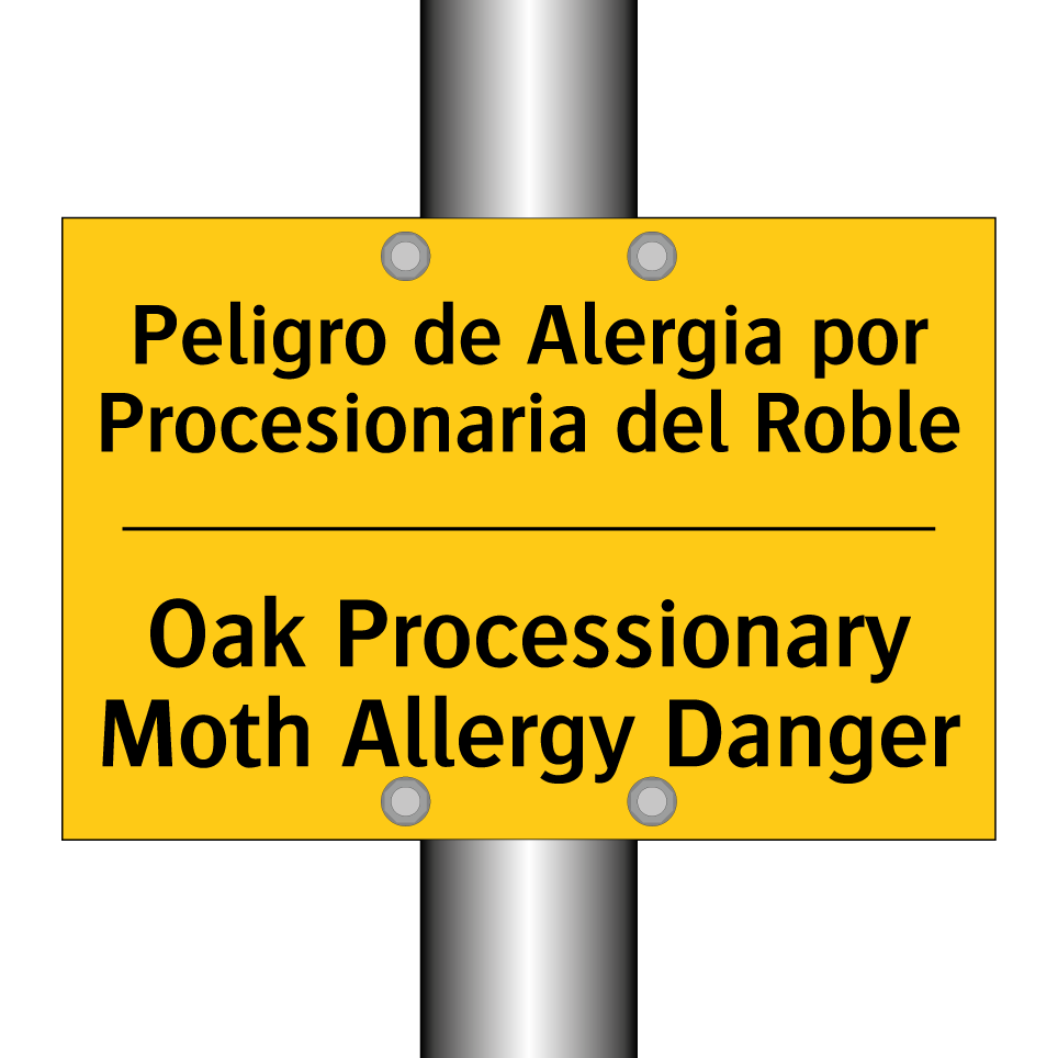 Peligro de Alergia por Procesionaria del Roble - Oak Processionary Moth Allergy Danger