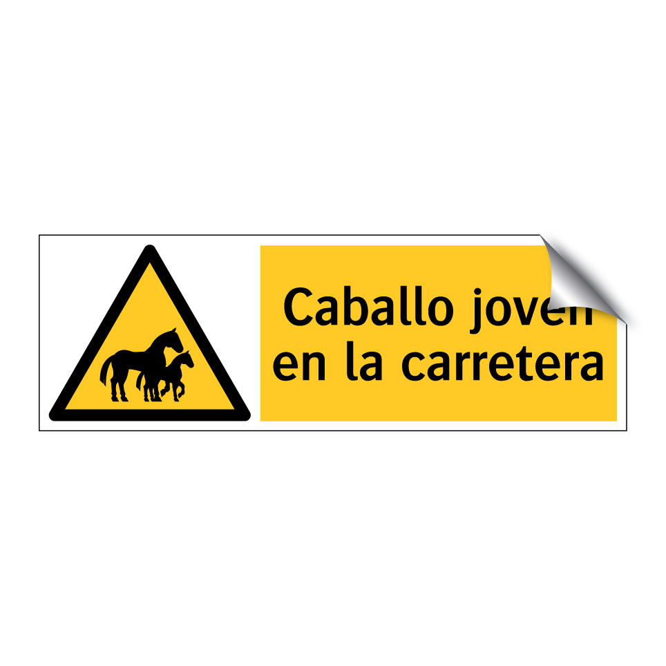 Caballo joven en la carretera