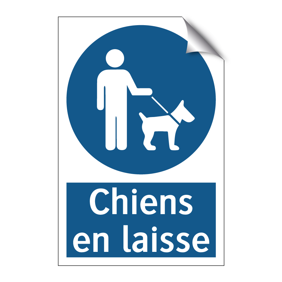 Chiens en laisse