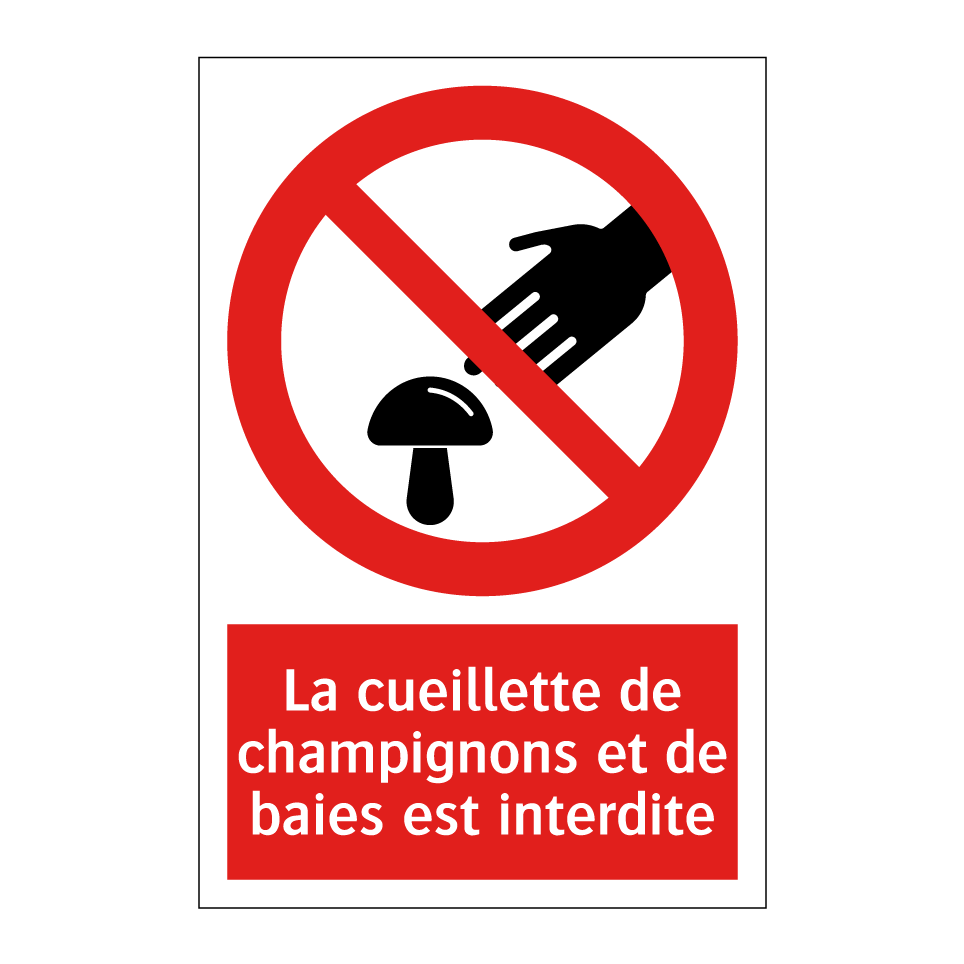 La cueillette de champignons et de baies est interdite