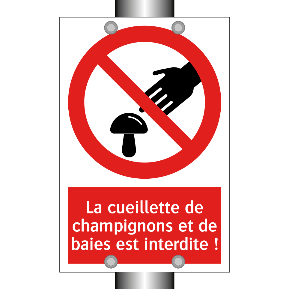 La cueillette de champignons et de baies est interdite !