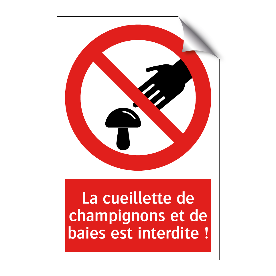 La cueillette de champignons et de baies est interdite !