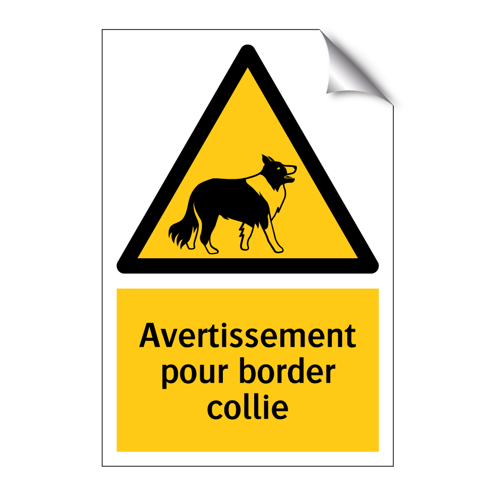 Avertissement pour border collie