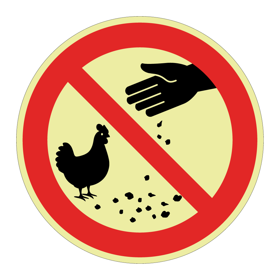 No feeding chickens