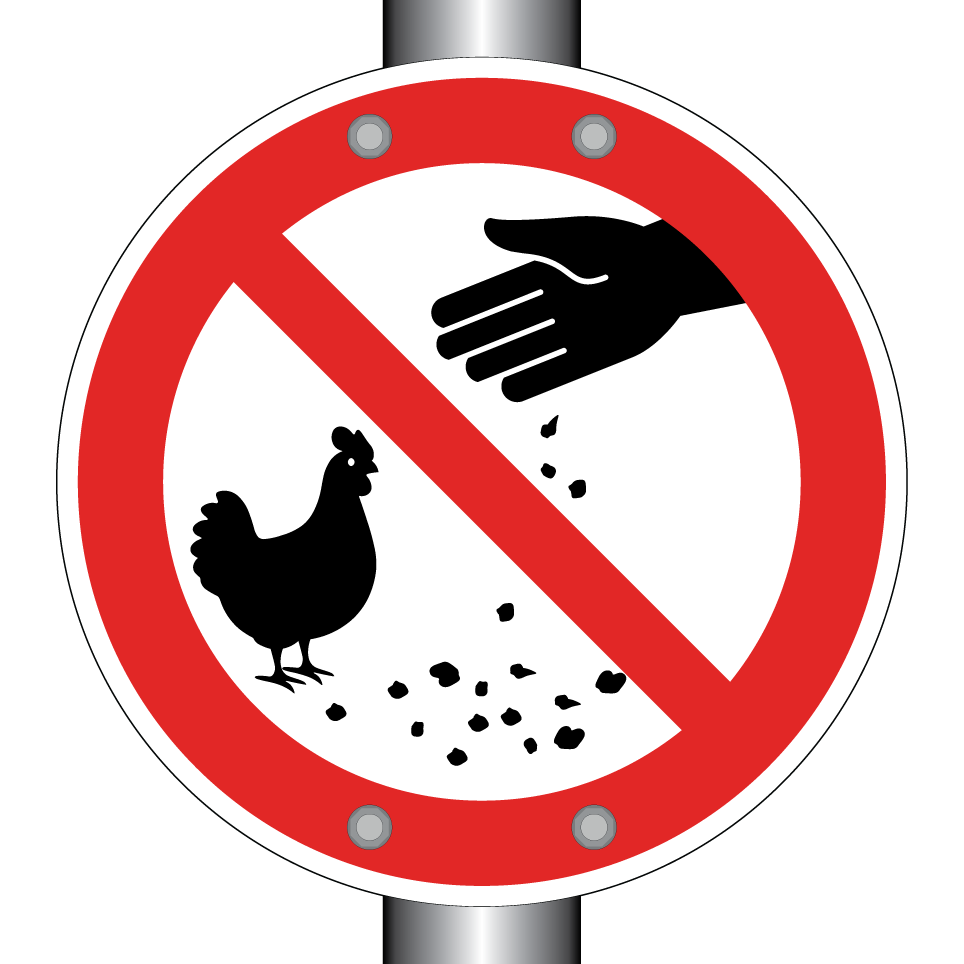 No feeding chickens